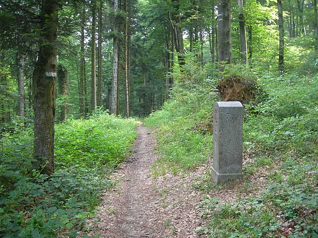 Funghi di frontiera